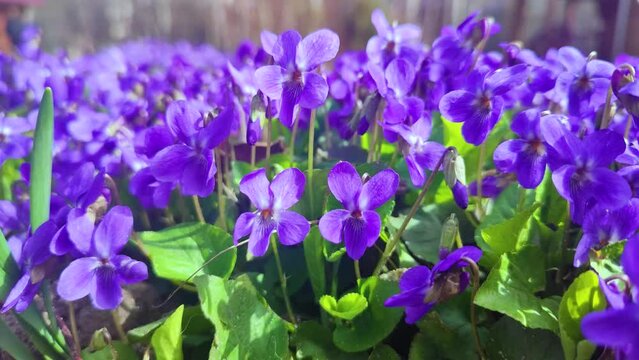 Wild  purple violets flowers blooming in spring
