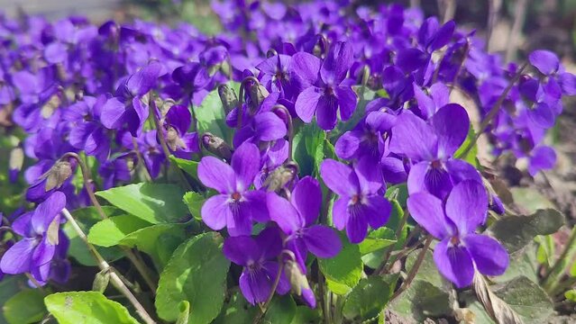 Wild  purple violets flowers blooming in spring