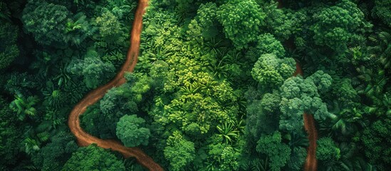 A dirt road winds through a dense green forest in this aerial view, showcasing the natural beauty and serpentine path of the route. - Powered by Adobe