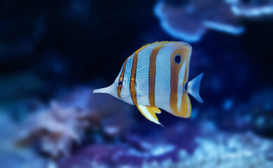 Beautiful Copperband butterflyfish enjoying a cool water.	
