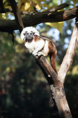 Tamarin pinches also known as Saguinus oedipus.