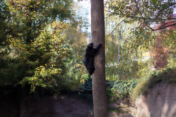Portrait of wolverine also known as Gulo gulo climbing on a tree.	
