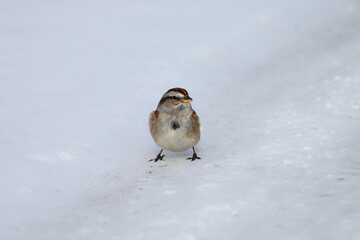 Close up of a tree sparrow bird standing on a snow covered country road