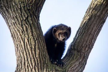 Portrait of wolverine also known as Gulo gulo on top of the tree.	
