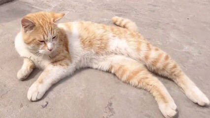 cat on the beach Cat white brown house yard blue eyes 