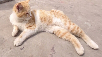 Naklejka premium cat on the beach Cat white brown house yard blue eyes 