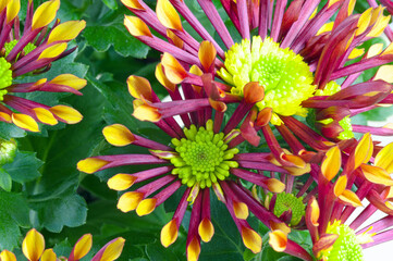 Flowers, detail, background: macro shot of a chrysanthemum flower
