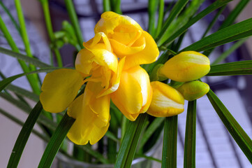 Flowers, detail, background: macro shot of a forsythia flower