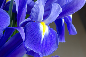 Flowers, detail, background: macro shot of the flower of an iris