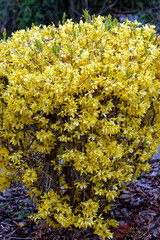 Flowers, detail, background: shrub of  forsythia flowers