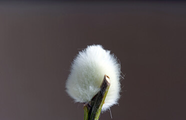 Plants, detail, pussy willow: macro shot of the inflorescence of a willow