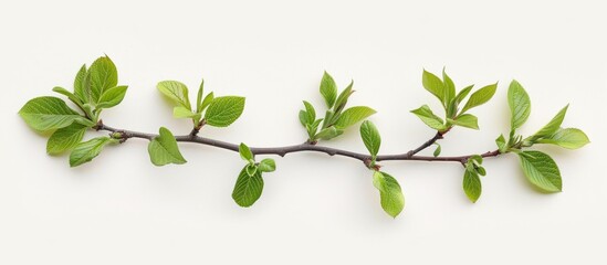 A branch with vibrant green leaves and buds against a clean white backdrop. - obrazy, fototapety, plakaty