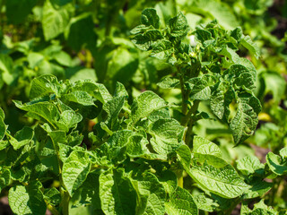 A cluster of potato plants, their green leaves detailed and thriving.