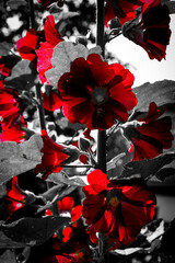 Bright red flowers with distinct petals stand out against a backdrop of leaves.