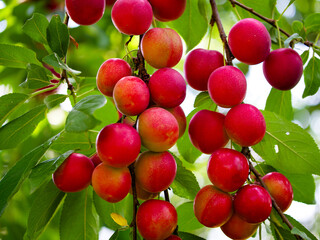 Close-up of ripe cherry plums on a tree branch, surrounded by vibrant green leaves. Ideal for content related to organic farming and fresh produce.