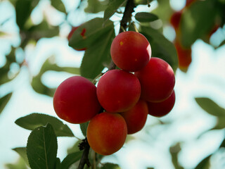 Close-up of ripe, red plums on a tree branch, surrounded by vibrant green leaves. Ideal for content related to organic farming and fresh produce.
