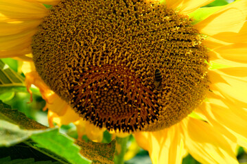 A detailed view of a bee extracting nectar from the seeds in the middle of a blossoming sunflower.