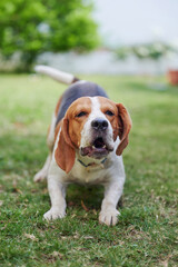 Angry beagle dog