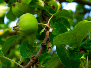 Apples developing on a tree, surrounded by leaves.
