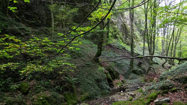 Flying Over Stream in Forest