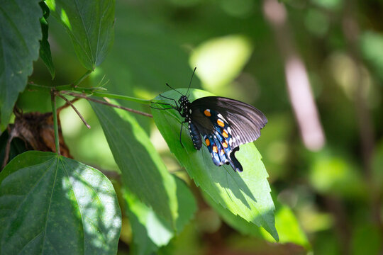 A black swallowtail, also known as papilio polyxenes, eastern black swallowtail, American swallowtail, or parsnip swallowtail, butterfly resting partially shaded on a leaf.