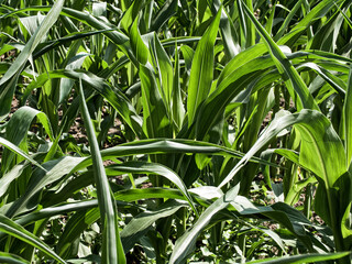Healthy Corn Plants: A detailed view of corn plants’ green leaves under bright sunlight, indicating healthy growth.