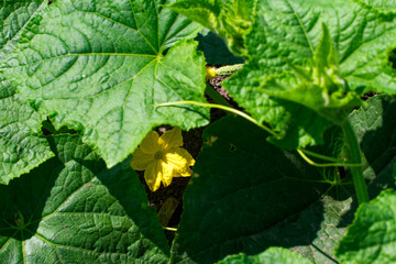 A yellow flower is nestled among large green leaves, bathed in sunlight.