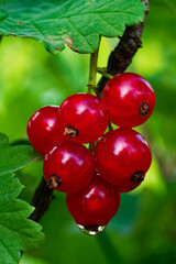 Bright red, shiny berries are attached to a stem, with green leaves in the background.