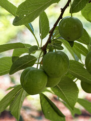 A branch heavy with unripe green cherry plums amidst vibrant green foliage.