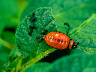 A red bug is on a leaf. The bug is small and has a black head. The leaf is green and has some spots