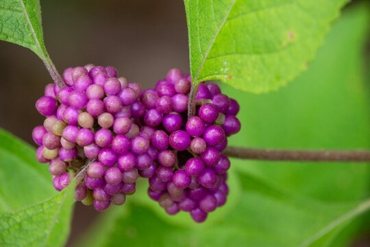 A close view of the berries surrounded by the stem part of the leaves from a Callicarpa americana shrub.