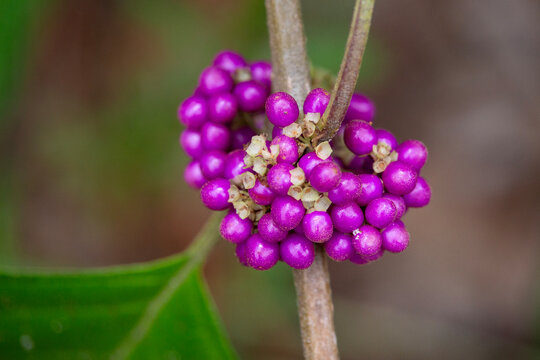 A close view of the berries from a Callicarpa americana shrub.