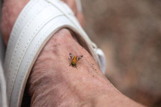 A yellow fly, also known as Diachlorus ferrugatus, resting on a person's sandy foot.