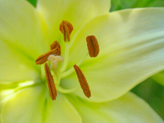 A close-up of a vibrant yellow lily, showcasing its delicate petals and prominent brown stamens against a soft-focus green background.