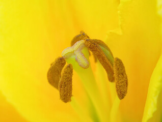 Detailed view of a lily flower showcasing its light yellow petals, brown stamens with pollen grains visible; set against a blurred natural backdrop.