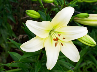 A vibrant white lily blooms amidst green buds, its petals spread wide revealing brown stamens against a soft-focus green background.