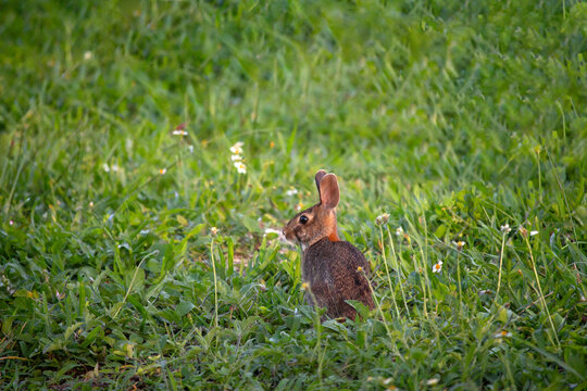 Eastern cottontail rabbit sitting in the grass among wildflowers.
