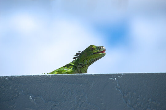 Green iguana basking in the tropical sun on a blue wall with its mouth open.