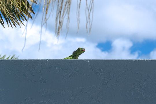Green iguana basking in the tropical sun on a blue wall with its mouth open.