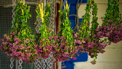 Bunches of purple flowers hang upside down, tied with string, showcasing a traditional method of drying flowers; a serene and natural atmosphere is evident.