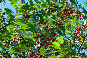A close-up image of ripe cherries hanging from branches, surrounded by vibrant green leaves against a soft-focus background, conveying a fresh and natural atmosphere.