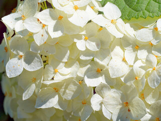 A close-up of white hydrangea flowers with yellow centers, surrounded by green leaves, illuminated by natural light, conveying a fresh and serene mood.