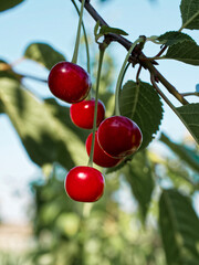 Bright red cherries hanging from a tree, surrounded by green leaves under sunlight, depicting freshness and natural growth.