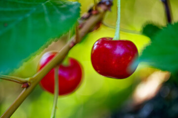 Two ripe cherries hang from a branch, surrounded by vibrant green leaves; the focus is sharp, highlighting the fruit’s glossy texture and deep red color, conveying a fresh and natural mood.