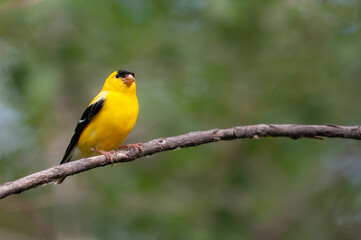 American Goldfinch perched on a branch with green forest in the background. 