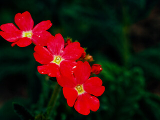 A close-up of vibrant red flowers with five petals each, set against a dark green background.