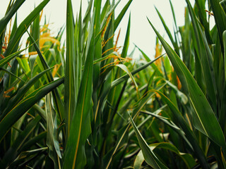 The leaves of the corn plant. Corn thickets, close-up. A field of corn with tall green stalks.
