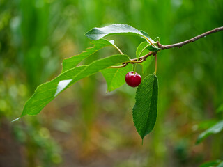 A single red cherry hangs from a slender green stem attached to a branch, with blurred green foliage in the background.