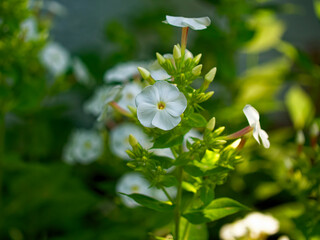 A close-up view of white flowers, their petals and centers in sharp focus against a backdrop of greenery.