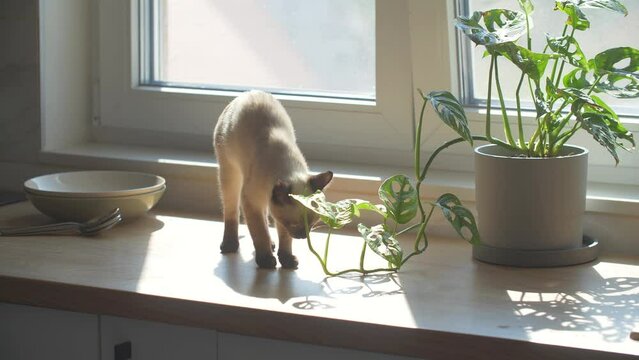 Living with pets concept. Cute siamese cat walk on the kitchen table at home.